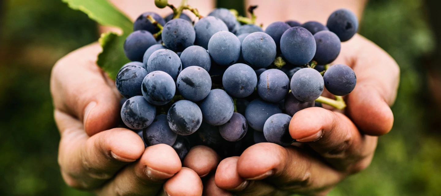 Wines and grape harvest at Château Saint-Pierre in Var, Provence