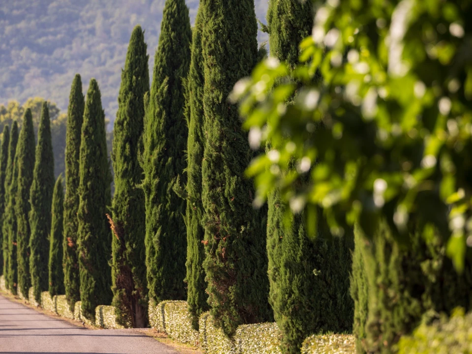 The Château Saint-Pierre estate in Les Arcs-sur-Argens, Var, Provence