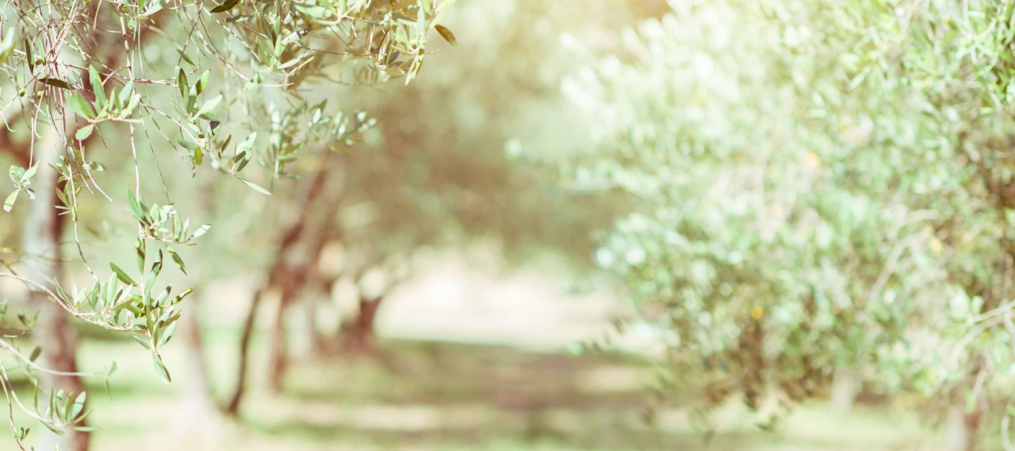 Wines and Provençal terroir of Château Saint-Pierre