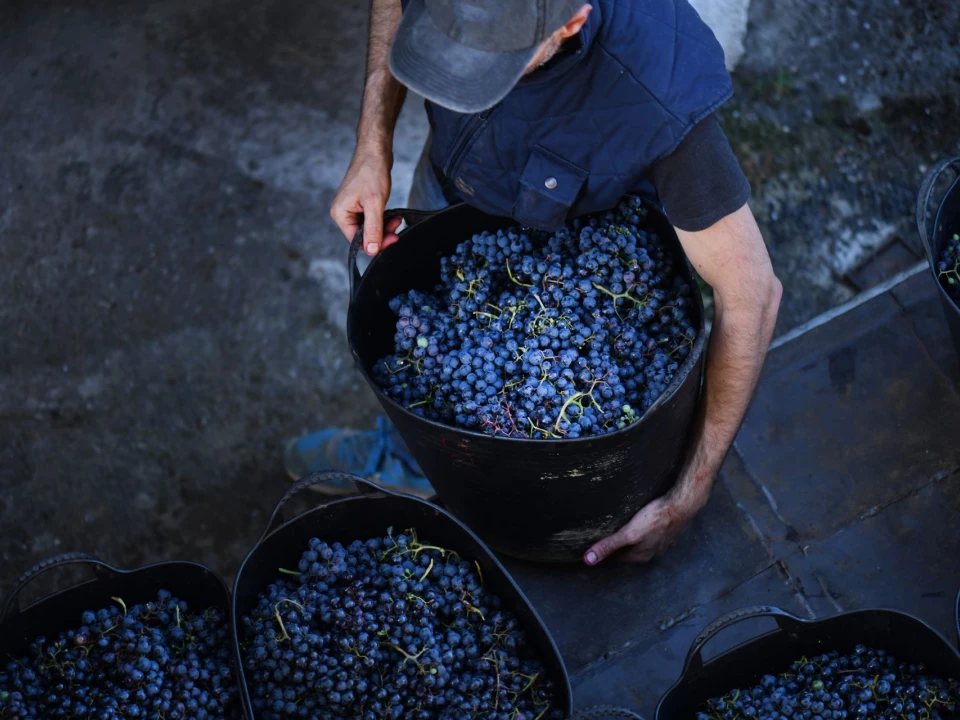 Harvest at Château Saint-Pierre in Var, Provence