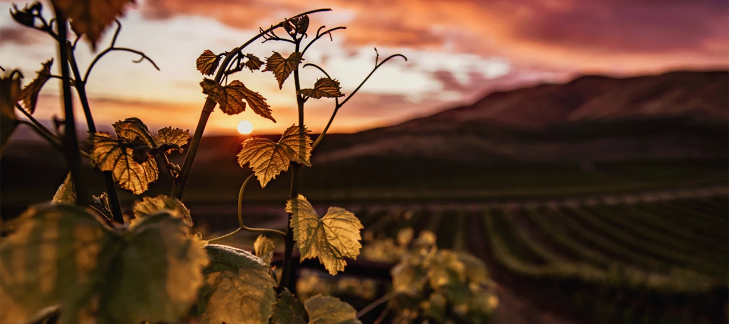 Vineyards of Château Saint-Pierre in Provence