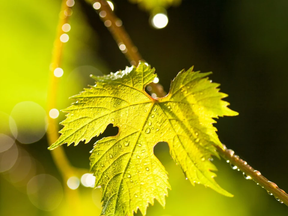Château Saint-Pierre vineyard in Les Arcs-sur-Argens, Var, Provence