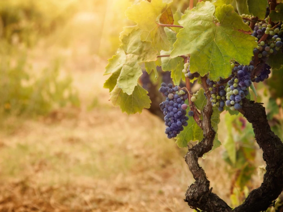 Provence vineyards of Château Saint-Pierre