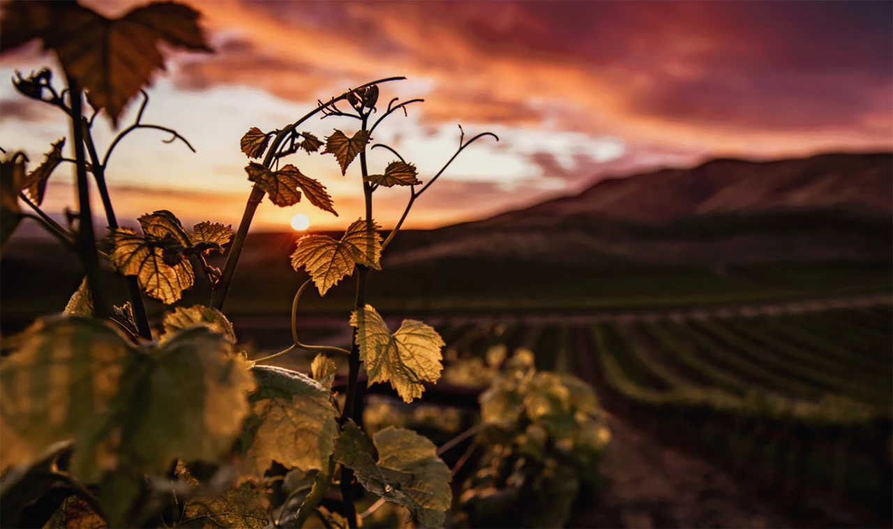 Vignes château Saint Pierre Provence