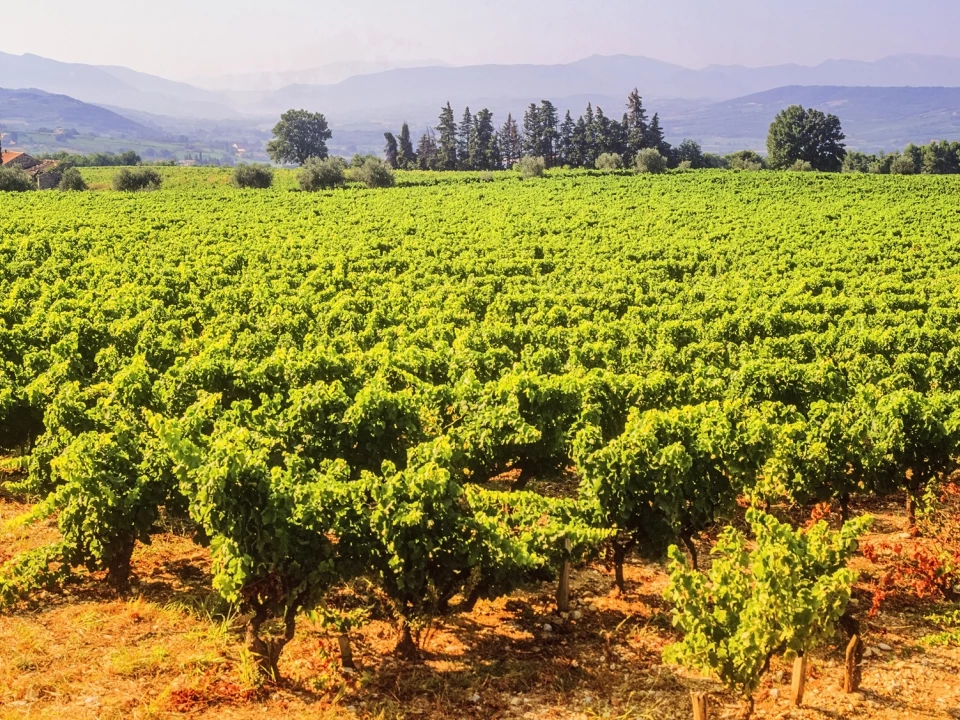 vignobles-provencaux-en-provence-culture-du-vin-en-france