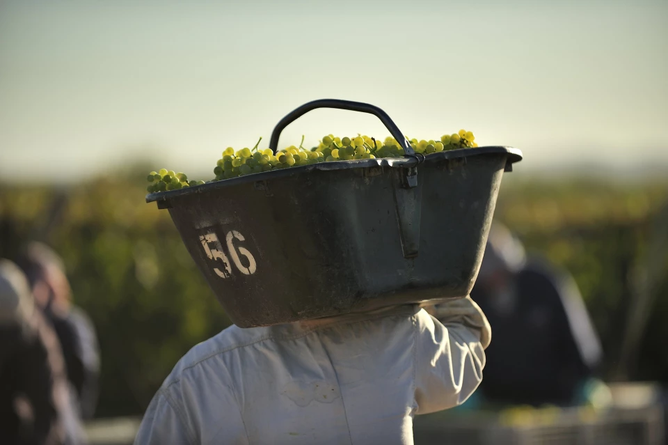 Harvesting white grapes in a vineyard in Var, South of France